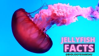 10 Jellyfish FACTS [upl. by Adamson427]