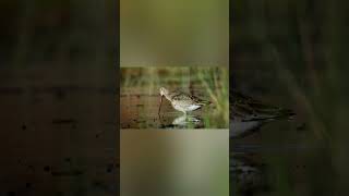 Blacktailed Godwit [upl. by Ahsiener]