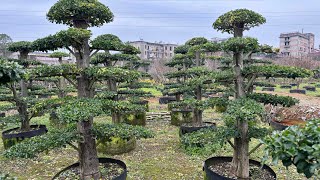 Ligustrum compactum bonsai from China Zhizhi Agricultural 大叶女贞 [upl. by Animas713]