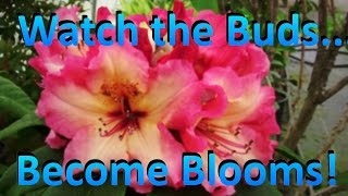 Buds and Blooms Part 4  Rhododendrons are Blooming in the Nursery  Different Stages of Flowering [upl. by Stamata]