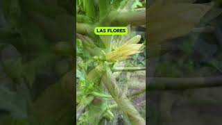 Tipos de flor en el árbol de papaya🌱💚 [upl. by Nomahs521]