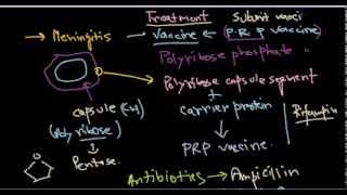 Haemophilus influenzae treatment [upl. by Seabury]