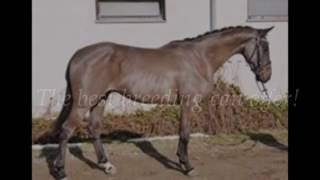 SOLD Harvest Early Bird Z  2014 Stallion Horion D L Cardento  Votaire  Kannan [upl. by Efren]