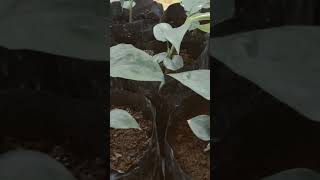 how to grow cardamom plant from seeds nature 😘😈 treanding garden [upl. by Gregory]