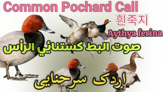 Common Pochard Duck Hunting Call Redhead Duck Call صوت البط کستنائي الرأس [upl. by Kosey15]