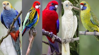 5 Most Beautiful Rosella Birds [upl. by Nnahoj473]