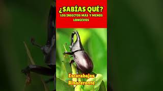 Descubre los insectos más y menos longevos [upl. by Dazhehs]