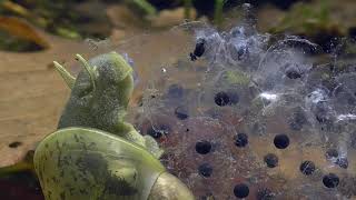 Wasserschnecke frißt GrasfroschLaich Water snail eats frog eggs [upl. by Sussna]