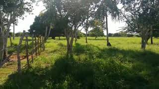 FINCA EN VENTA  MONTERÍA  CORDOBA [upl. by Aikan361]