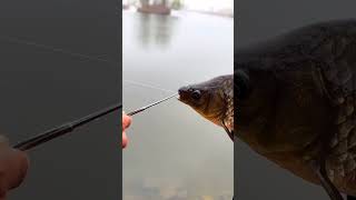 Fishing hook remover fishing gear and tools fishing fishinggear fishingaccessories fishingtime [upl. by Yelrehs584]