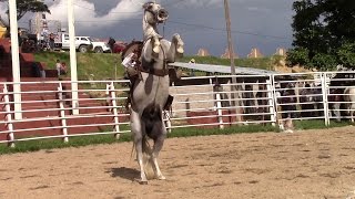 Exhibicion de Caballos Bailadores 23 Julio 2016 Jamiltepec [upl. by Volnay225]