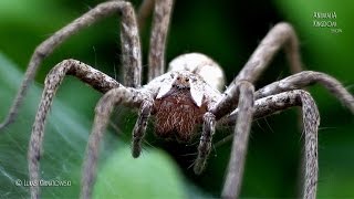 quotGuardian Spiderquot  Nursery Web Spider Pisaura mirabilis  Animalia Kingdom Show [upl. by Snej]