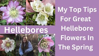 Hellebores  Tips On How To Look After Your Garden Hellebore Plants [upl. by Kuster]