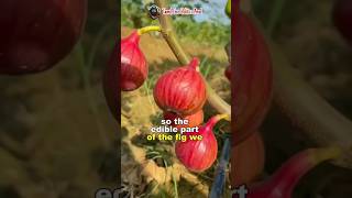 என்னது அத்தி பழம் அசைவமா  Peculiar Fig Fruits  Science Facts shorts short facts science fruit [upl. by Sheena653]