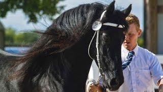 BLACK PEARL FRIESIANS AT TRAILS END FARM [upl. by Urson]