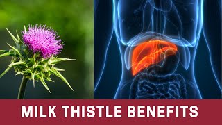 Detox amp Repair your Liver with Milk Thistle  The Frugal Chef [upl. by Judson]