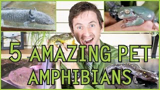 Five of the Best Pet Amphibians [upl. by Maynard]