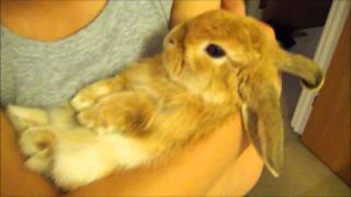 Miniature lop eared bunny  QQ Summer  Getting cuddled [upl. by Veradia]