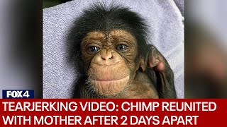 Chimpanzee reunited with newborn baby after nearly 2day separation [upl. by Gal229]