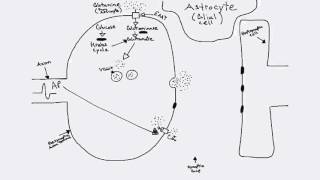 Glutamatergic Synapse [upl. by Bertina]