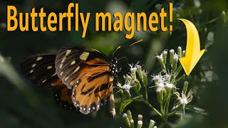 I found a butterfly magnet Nectar plant in the Amazon [upl. by Ashlin]