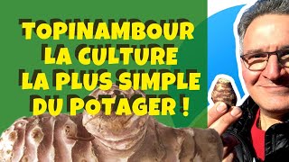 Topinambour  Comment le cultiver facilement au potager [upl. by Hameean]