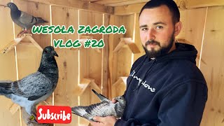 PIERWSZE MŁODE GOŁĘBIE POCZTOWE OD HODOWCY 🕊️🕊️ Wesoła Zagroda vlog20 [upl. by Ailehc]