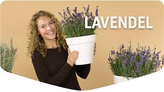 Tips om je lavendel te verzorgen [upl. by Yelrebma]