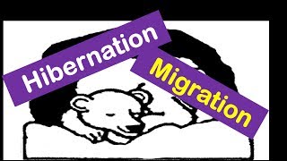 Hibernation And Migration Animals for Kids [upl. by Anileme179]