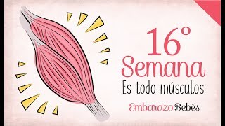 SEMANA 16 de Embarazo  4º Mes  Semana a semana [upl. by Uriia]