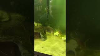 Gulper Catfish feeding treated cod 1 year [upl. by Dianuj101]