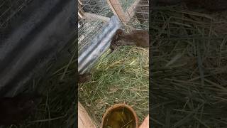 Grasscutter farminglifeinanotherworld chicken rooster goatfarming pig [upl. by Anawit451]