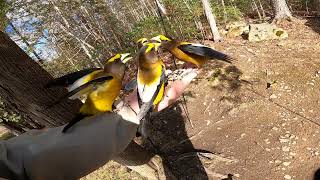 Evening Grosbeak Frenzy [upl. by Robbert]