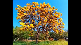 Handroanthus chrysotrichus 3742 [upl. by Nodgnal]