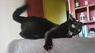 New Funny Animals 2024 😄 Funniest Cats and Dogs Videos 😻🐶 №1 [upl. by Ecyarg]