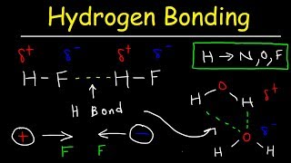 Hydrogen Bonds In Water Explained  Intermolecular Forces [upl. by Coridon]