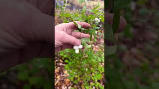 Showy berries on native shrubs winterberry snowberry coralberry [upl. by Aehtna]