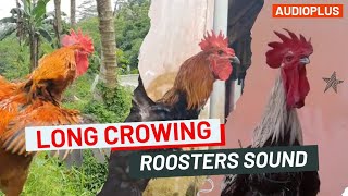 suara ayam pelung juara  longcrowing rooster roostercrowing roostersound ayampelung [upl. by Venu]