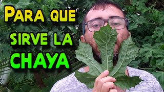 Para qué sirve la Chaya beneficios y propiedades de la espinaca maya 𝐶𝑛𝑖𝑑𝑜𝑠𝑐𝑜𝑙𝑢𝑠 𝑎𝑐𝑜𝑛𝑖𝑡𝑖𝑓𝑜𝑙𝑖𝑢𝑠 [upl. by Greer]