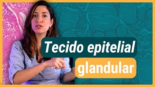 TECIDO EPITELIAL glandular  Histologia [upl. by Frechette]