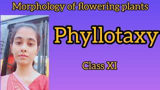 Class XI Biology Phyllotaxy [upl. by Wenda]