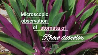 Stomata of Rhoeo discolor diacytic [upl. by Intruoc]