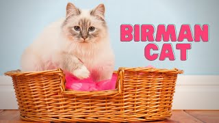 Birman Cat  What Makes the Birman Cat SO Special [upl. by Sanchez394]