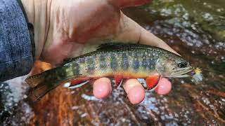 NC Small Stream Fly Fishing  62824 [upl. by Therine]