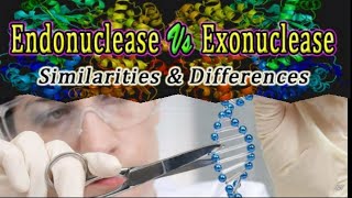 Differences between Endonuclease and Exonuclease •rDNA Technology CSIR NET JRFICMR DBTGATE [upl. by Imerej]