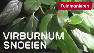 De Viburnum tinus hoe en wanneer snoeien  Tuinmanieren [upl. by Lounge]