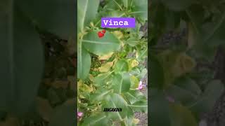 Vinca plants flower houseplants gardens [upl. by Oirobil]