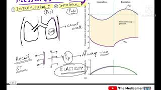 Pressures in Lungs  Respiratory Physiology [upl. by Esertal]