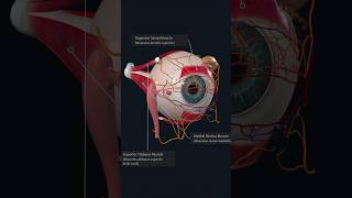 Structures of Extraocular Movement anatomy eyes medical medicalstudent [upl. by Vasquez714]