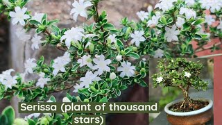 serissa plant care serissa japonica snow rose plant of thousand star [upl. by Edmunda]